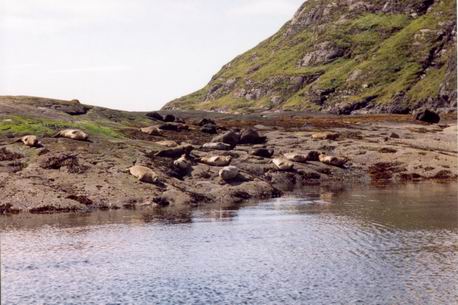 [seals]